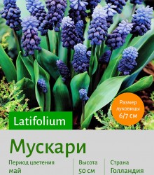  Мускари (Muscari) latifolium